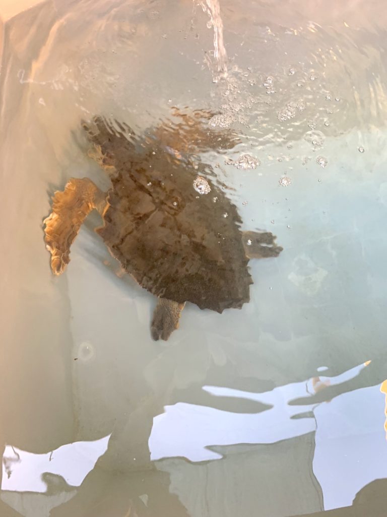 centro recupero tartarughe lampedusa 